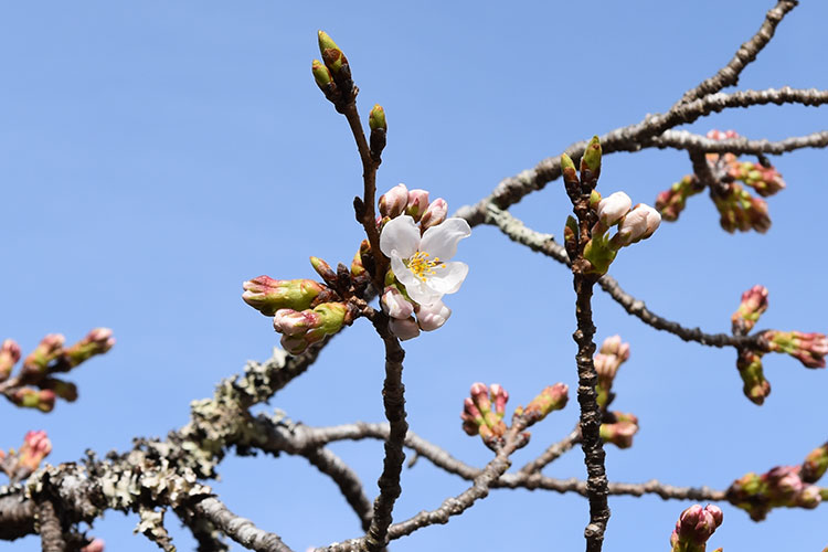 さくらの開花 2022 阿南温泉 かじかの湯