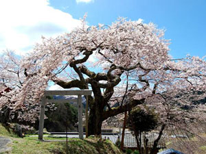 阿南町 桜の名所