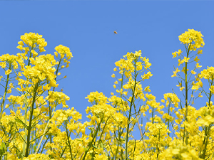 平石農場 菜の花畑