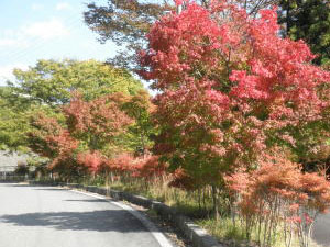 阿南町の紅葉